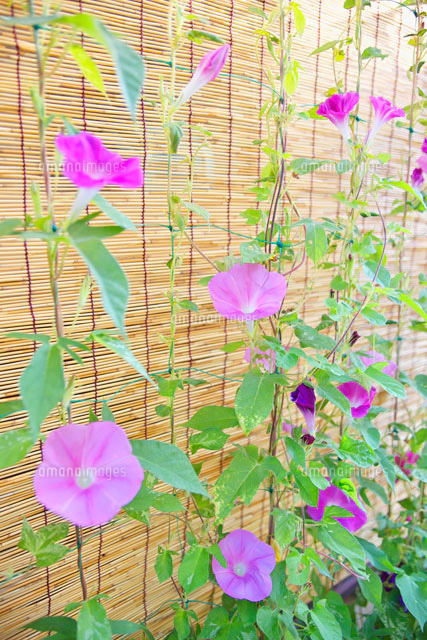 朝顔すだれ 楽天市場】朝顔 ディスプレイ 装飾 朝顔スダレ壁掛け ※内輪の柄が多少