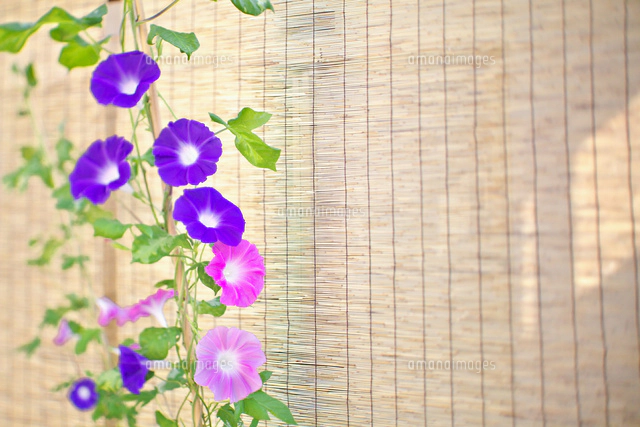 スダレと朝顔[10146002613]の写真・イラスト素材｜アマナイメージズ