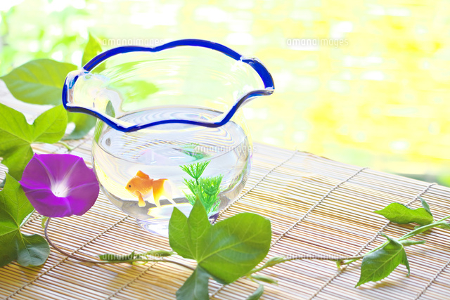 縁側に置かれた朝顔と金魚鉢 の写真素材 イラスト素材 アマナイメージズ