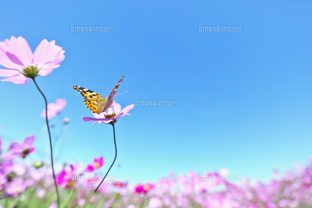 コスモスに止まった蝶と青空[10146002958]の写真・イラスト素材