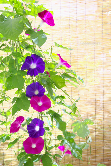 すだれと朝顔 の写真素材 イラスト素材 アマナイメージズ
