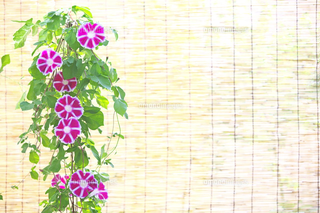 すだれと朝顔[10146003335]の写真・イラスト素材｜アマナイメージズ