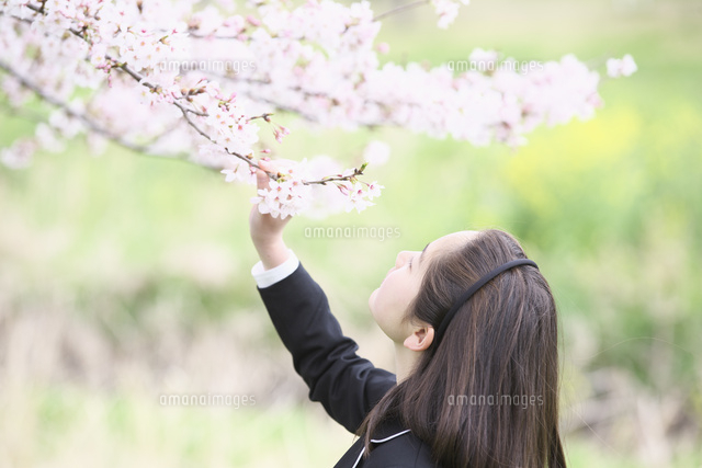 桜の花を見る女子中学生 の写真素材 イラスト素材 アマナイメージズ