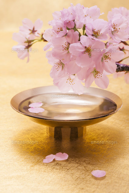 金バックの金杯と花びらと桜の花 の写真素材 イラスト素材 アマナイメージズ