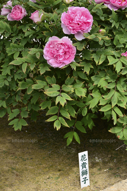 弥彦牡丹園の牡丹の花 の写真素材 イラスト素材 アマナイメージズ