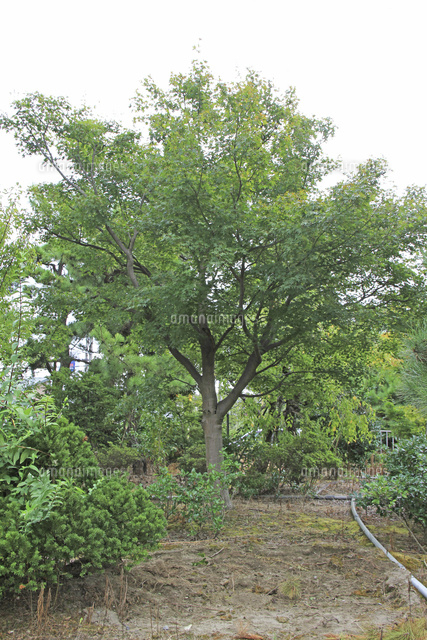 カエデの木 の写真素材 イラスト素材 アマナイメージズ