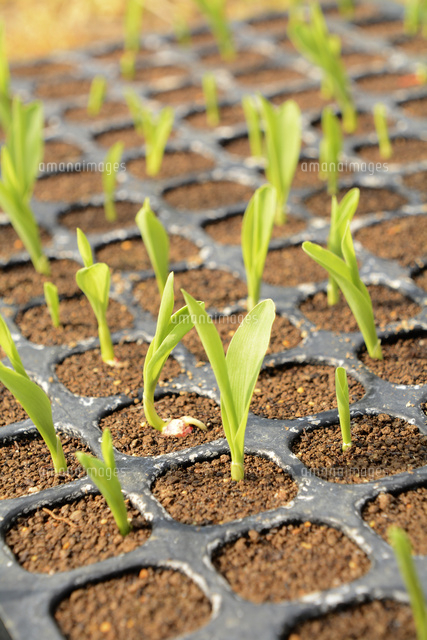 トウモロコシの苗 の写真素材 イラスト素材 アマナイメージズ