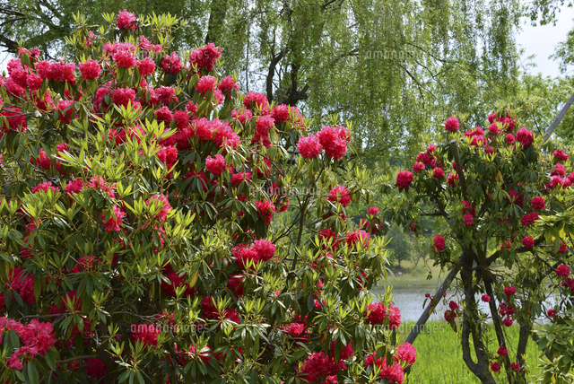 新潟県立植物園に咲くシャクナゲの花 の写真素材 イラスト素材 アマナイメージズ