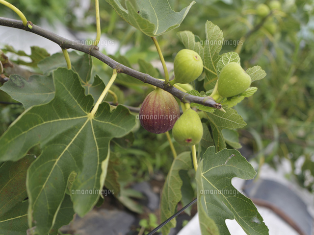 イチジクの木に生る実 の写真素材 イラスト素材 アマナイメージズ