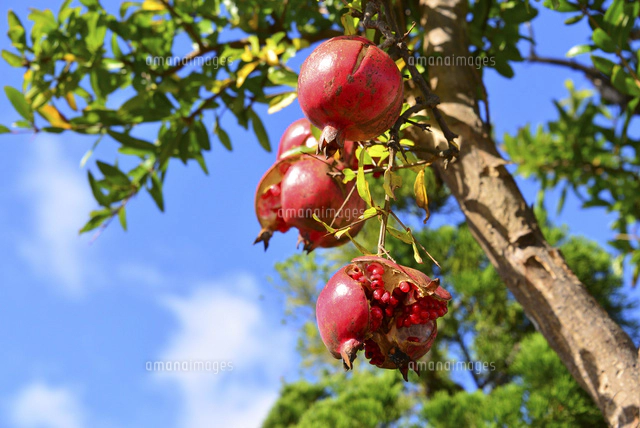 木になるザクロの実 の写真素材 イラスト素材 アマナイメージズ 木になるザクロの実 の写真素材 イラスト素材 アマナイメージズ