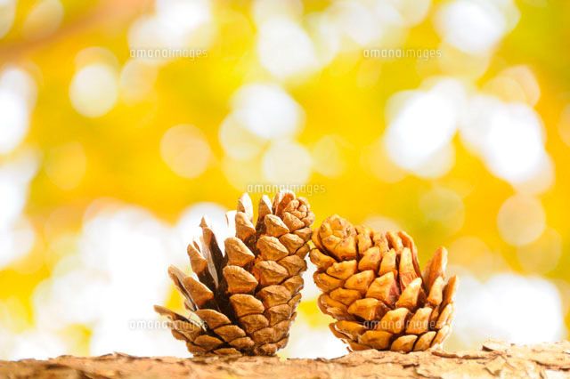 松ぼっくり の写真素材 イラスト素材 アマナイメージズ