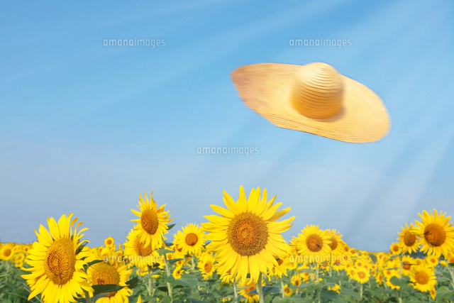 太陽の光の美しいひまわり畑 の写真素材 イラスト素材 アマナイメージズ