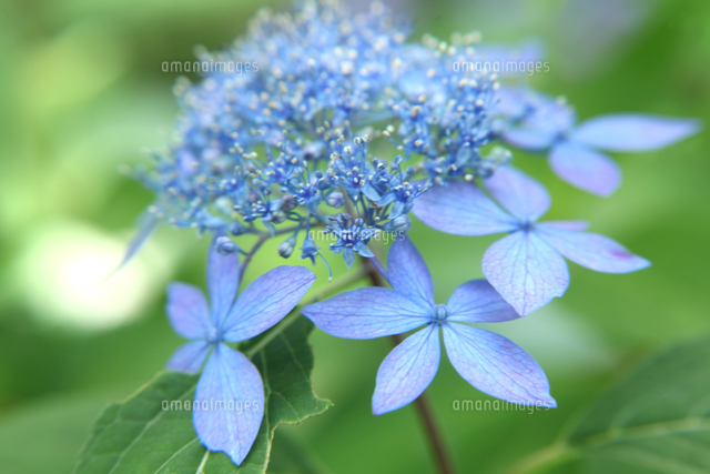 鎌倉寺の紫陽花 普賢の華 の写真素材 イラスト素材 アマナイメージズ