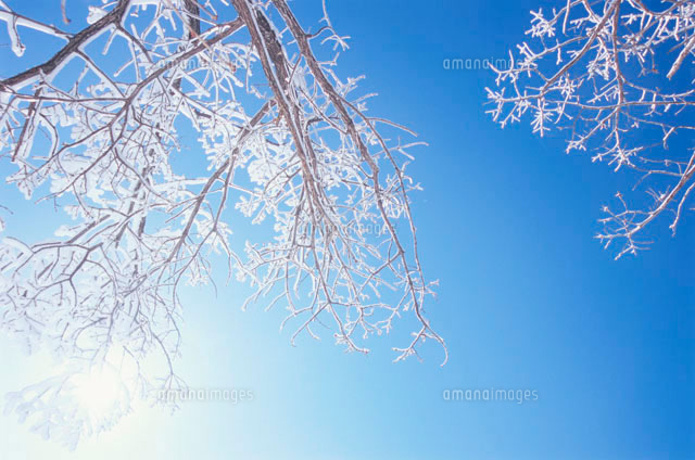 雪の積もった木の枝[10153000061]の写真・イラスト素材｜アマナイメージズ