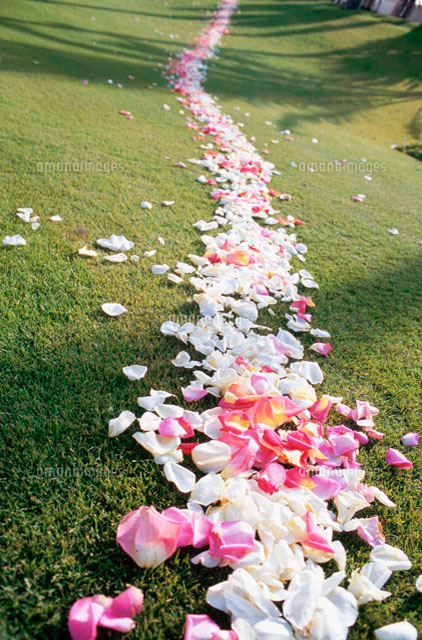 芝生とバラの花びらの道 の写真素材 イラスト素材 アマナイメージズ