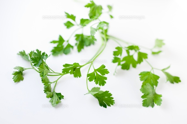イタリアンパセリの葉 の写真素材 イラスト素材 アマナイメージズ イタリアンパセリの葉 の写真素材 イラスト素材 アマナイメージズ