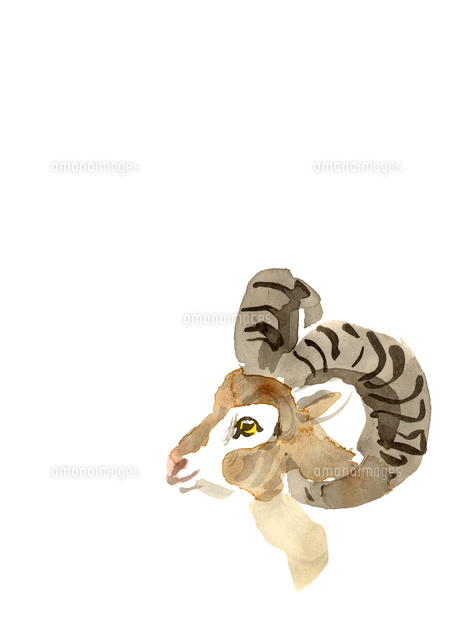 無地角持つ羊の頭 の写真素材 イラスト素材 アマナイメージズ