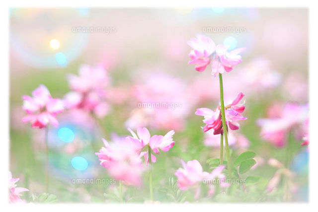 レンゲ草 の写真素材 イラスト素材 アマナイメージズ