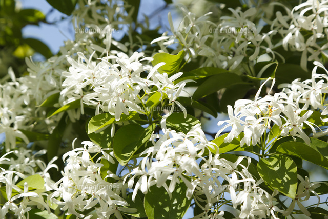 ナンジャモンジャの木 の写真素材 イラスト素材 アマナイメージズ