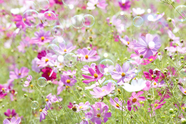 コスモスとシャボン玉[10157001188]の写真・イラスト素材｜アマナ