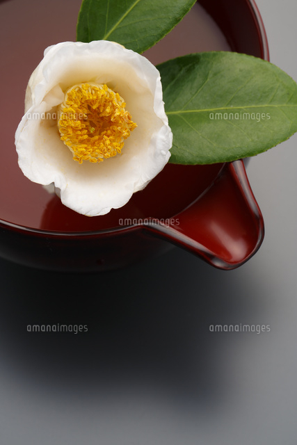 椿 白玉椿 の写真素材 イラスト素材 アマナイメージズ