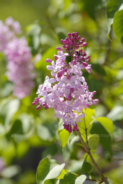 ライラックの花 の写真素材 イラスト素材 アマナイメージズ