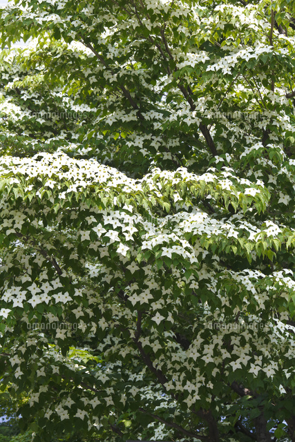 ヤマボウシ 山法師 の花 の写真素材 イラスト素材 アマナイメージズ