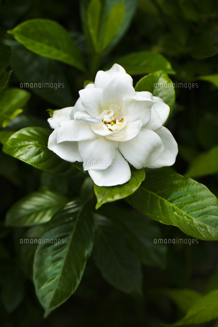 クチナシ 梔子[10157003446]の写真・イラスト素材｜アマナイメージズ