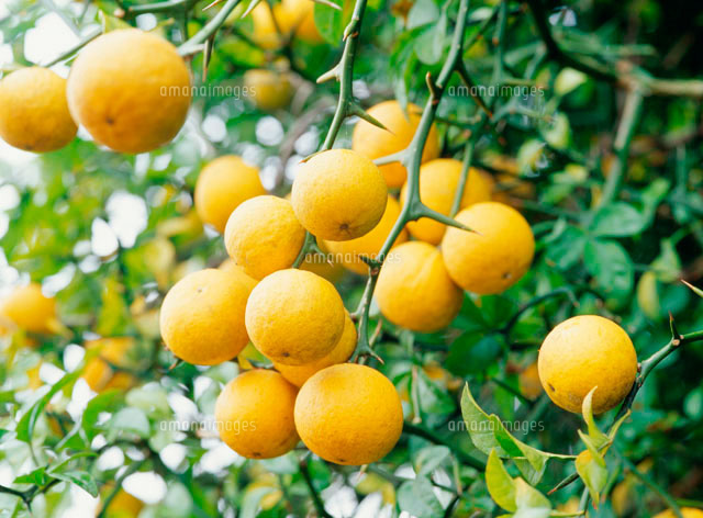 カラタチの実 の写真素材 イラスト素材 アマナイメージズ