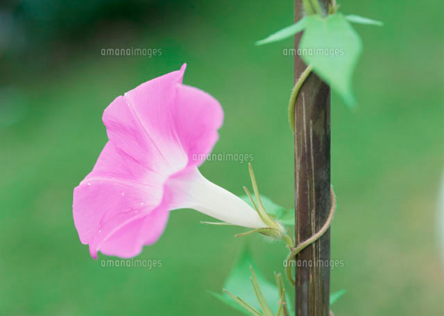 ピンクのアサガオ一輪 の写真素材 イラスト素材 アマナイメージズ