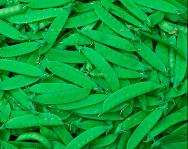 さやえんどう の写真素材 イラスト素材 アマナイメージズ