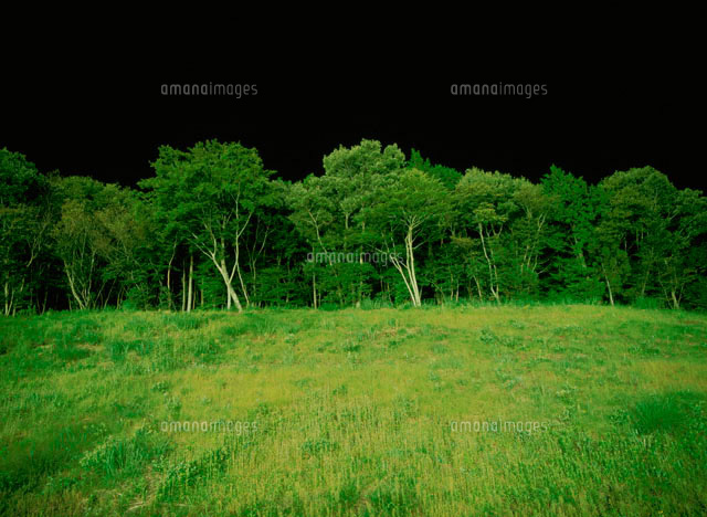 夜の林 の写真素材 イラスト素材 アマナイメージズ