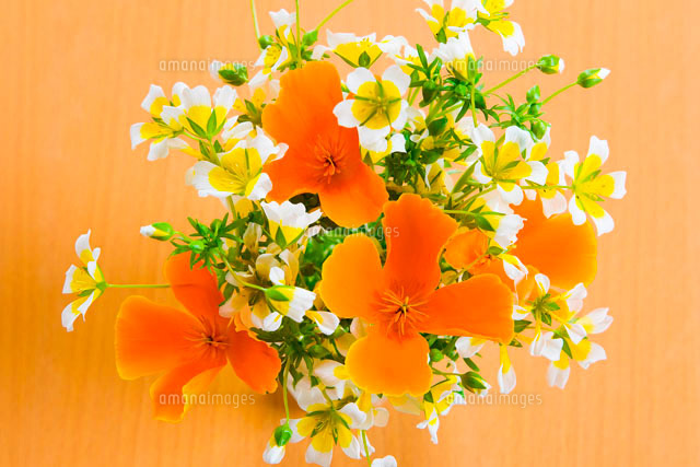 リムナンテスとエスコルチアの花 の写真素材 イラスト素材 アマナイメージズ