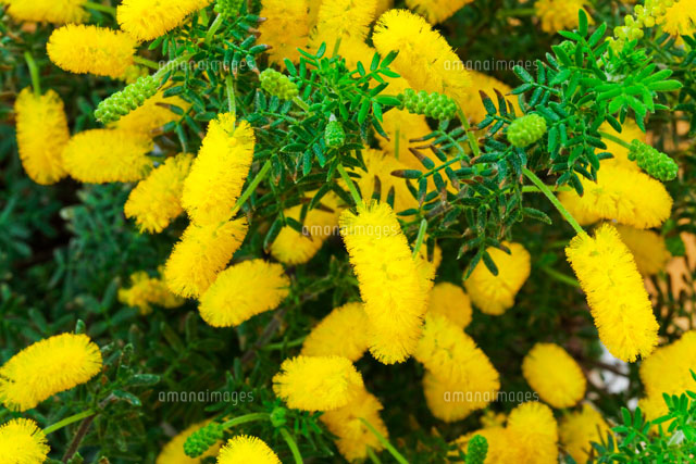 アカシアの花 の写真素材 イラスト素材 アマナイメージズ