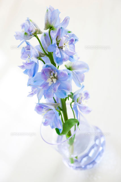コップに入ったデルフィニュームの青い花 の写真素材 イラスト素材 アマナイメージズ