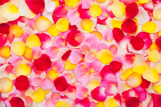 黄色とピンクと赤のバラの花びら の写真素材 イラスト素材 アマナイメージズ