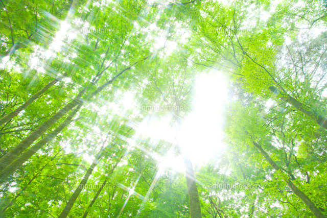 林の木の若葉と光 の写真素材 イラスト素材 アマナイメージズ