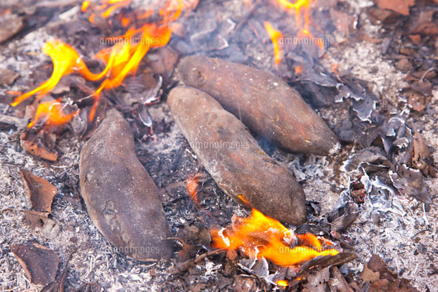 ヤキイモと焚火 の写真素材 イラスト素材 アマナイメージズ