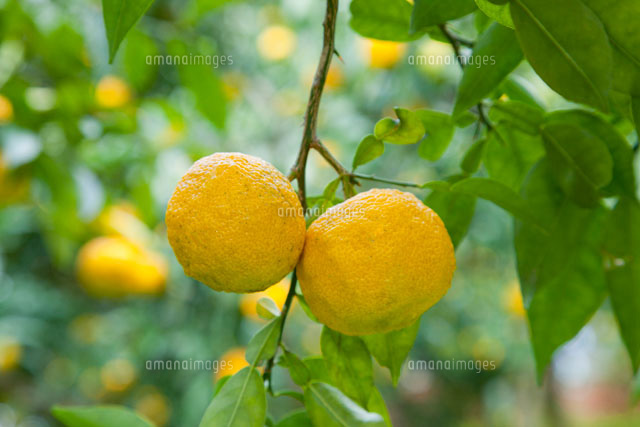 柚子園のユズの木と実 の写真素材 イラスト素材 アマナイメージズ
