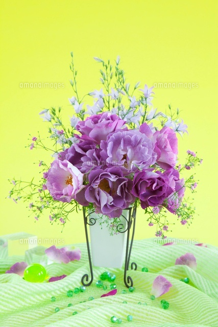 花瓶に生けられた紫色のバラの花 の写真素材 イラスト素材 アマナイメージズ