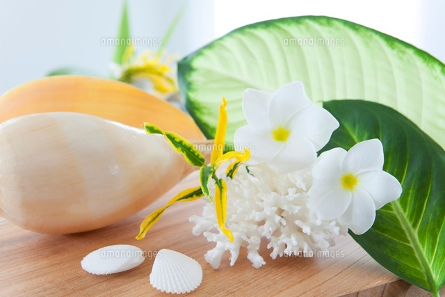 プルメリアの花と白い珊瑚 の写真素材 イラスト素材 アマナイメージズ