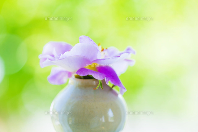 花瓶のブルーベリーの花 の写真素材 イラスト素材 アマナイメージズ