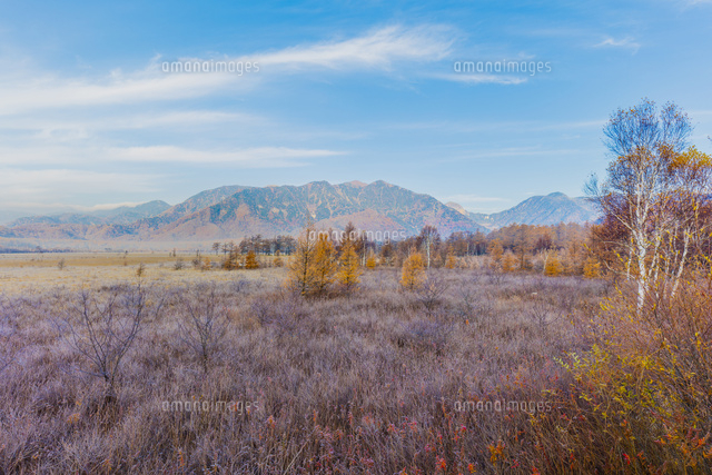 早朝の戦場ヶ原のクサモミジ の写真素材 イラスト素材 アマナイメージズ