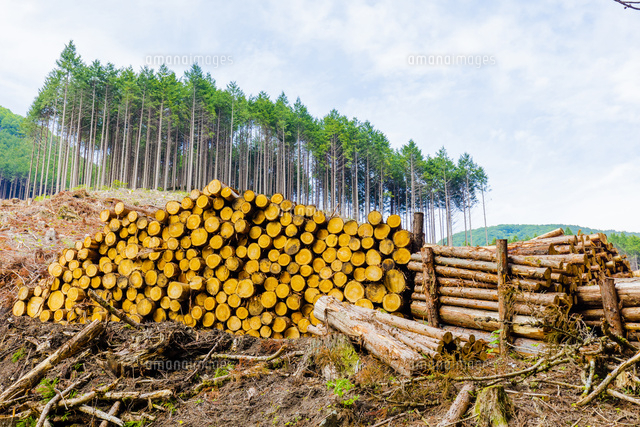 スギ林の伐採現場 の写真素材 イラスト素材 アマナイメージズ