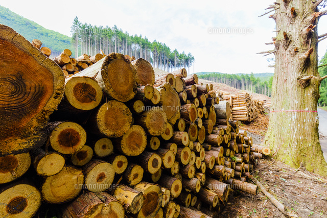 スギ林の伐採現場 の写真素材 イラスト素材 アマナイメージズ
