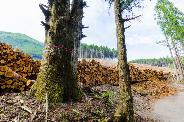 スギ林の伐採現場 の写真素材 イラスト素材 アマナイメージズ