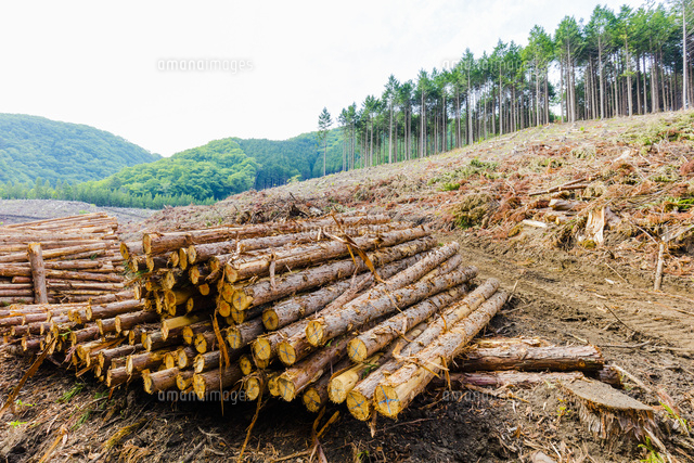 スギ林の伐採現場 の写真素材 イラスト素材 アマナイメージズ