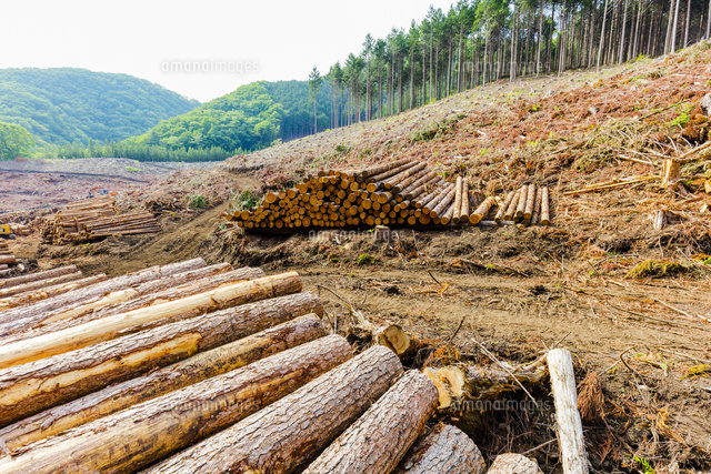 スギ林の伐採現場 の写真素材 イラスト素材 アマナイメージズ