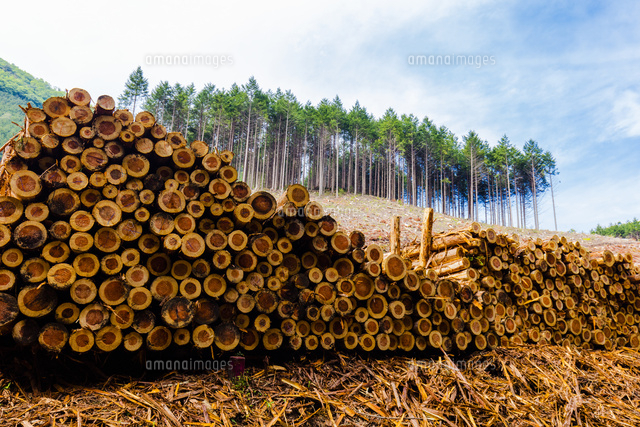 スギ林の伐採現場 の写真素材 イラスト素材 アマナイメージズ