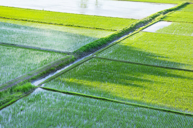 初夏の水田 の写真素材 イラスト素材 アマナイメージズ 初夏の水田 の写真素材 イラスト素材 アマナイメージズ